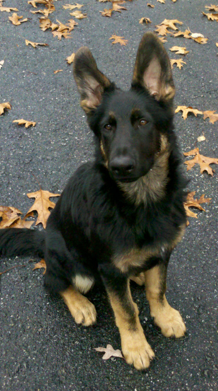 Bicolor german shepherd sales breeders